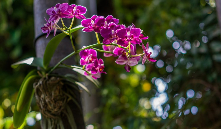Como Plantar Orquídeas em Árvores – Garden Center Bandeirantes