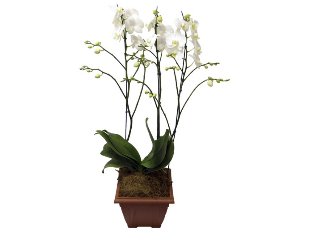 Orquídea Phalaenopsis 3 hastes – Garden Center Bandeirantes