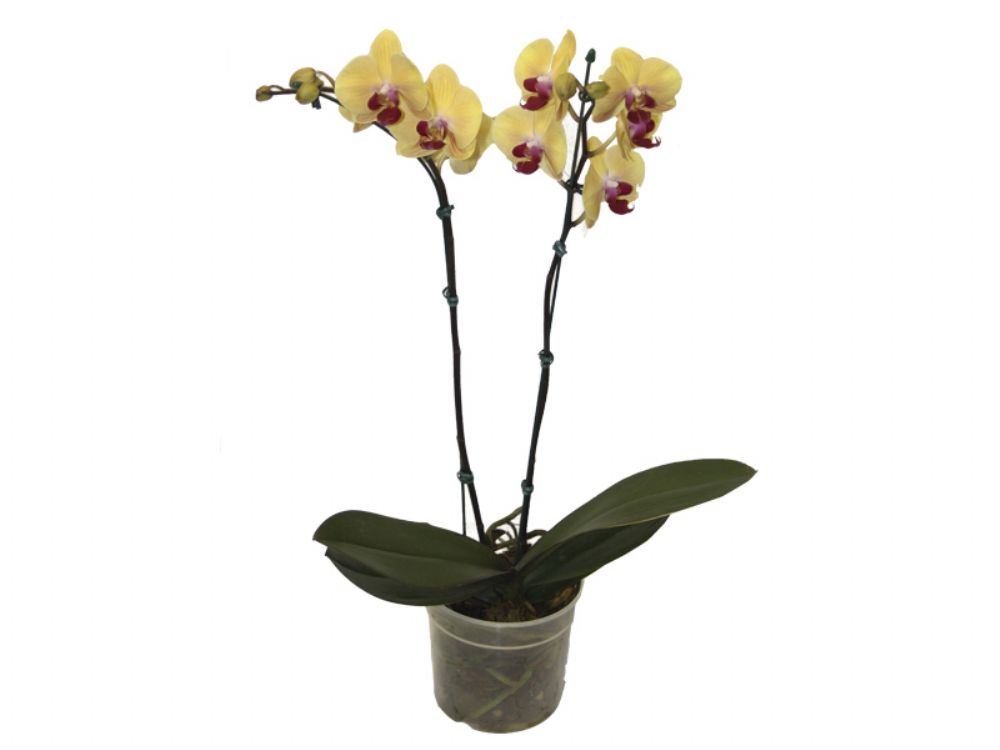 Phalaenopsis Especial 8-10 Flores – 2 hastes – Garden Center Bandeirantes